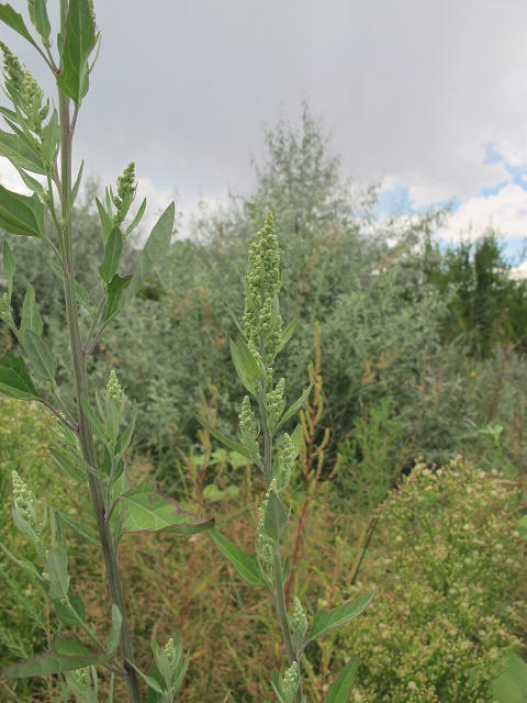 Chenopodium neomexicanum